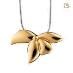 Ashanger Orchidee