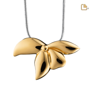 Ashanger Orchidee