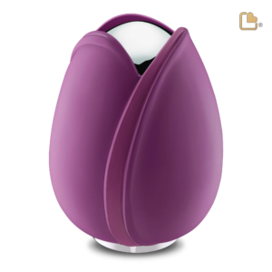 Tulp Paars